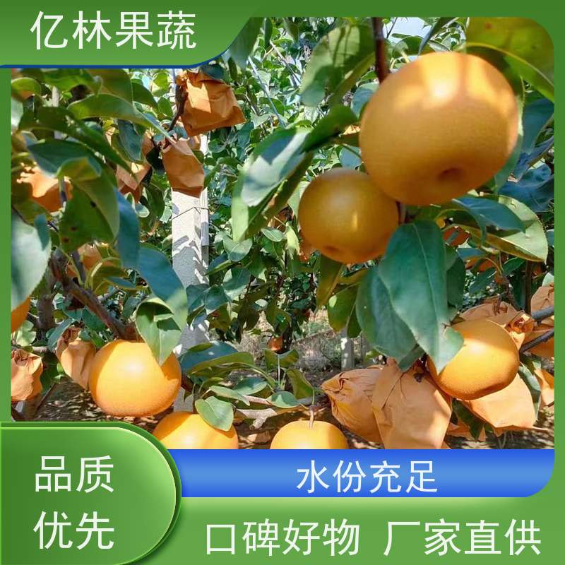 基地供应 油桃苗 特产果树桃幼苗 易栽培桃树苗