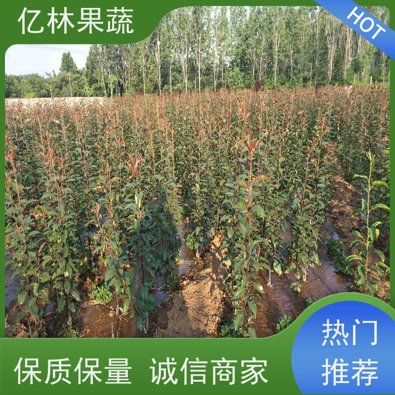 亿林苗木 园林嫁接桃苗 现挖现发 口感香甜 根系饱满成活率高