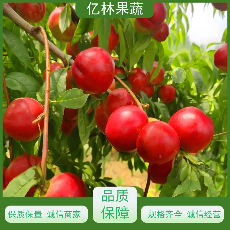 甜油桃 中油5号 新鲜水果桃子批发 口感甜脆 清香可口 全国产地代办