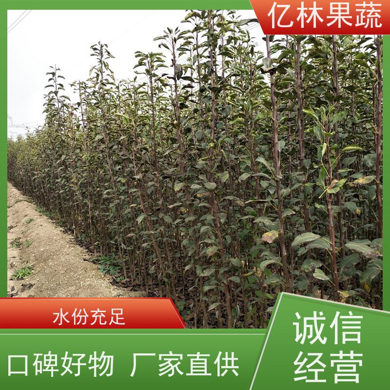 基地供应 成活率高 三公分现挖现发 品种齐全 黄金梨树苗
