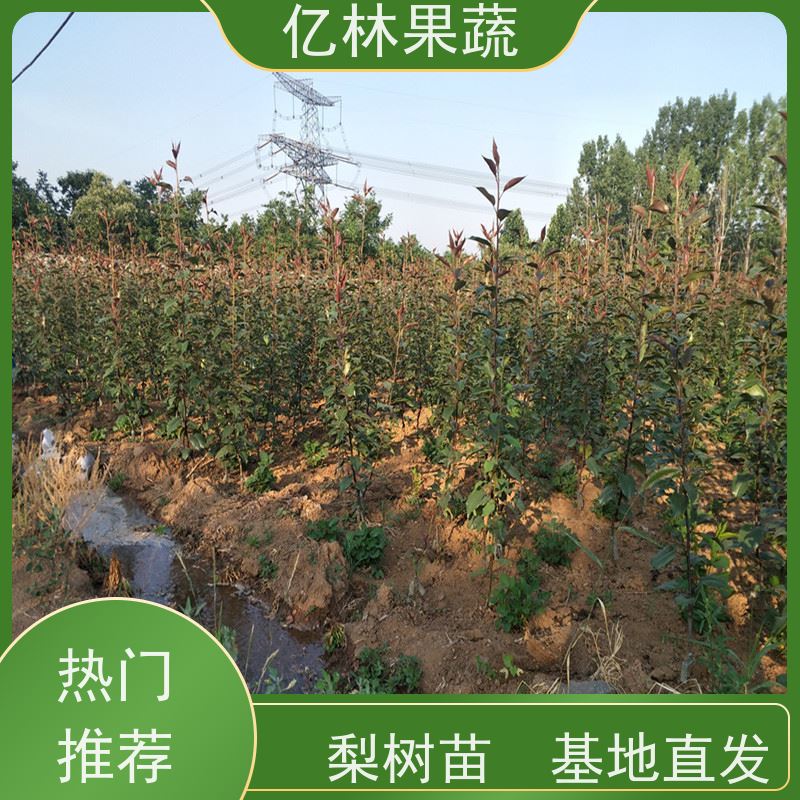 亿林苗木 成活率高 三公分现挖现发 品种齐全 黄冠梨树苗