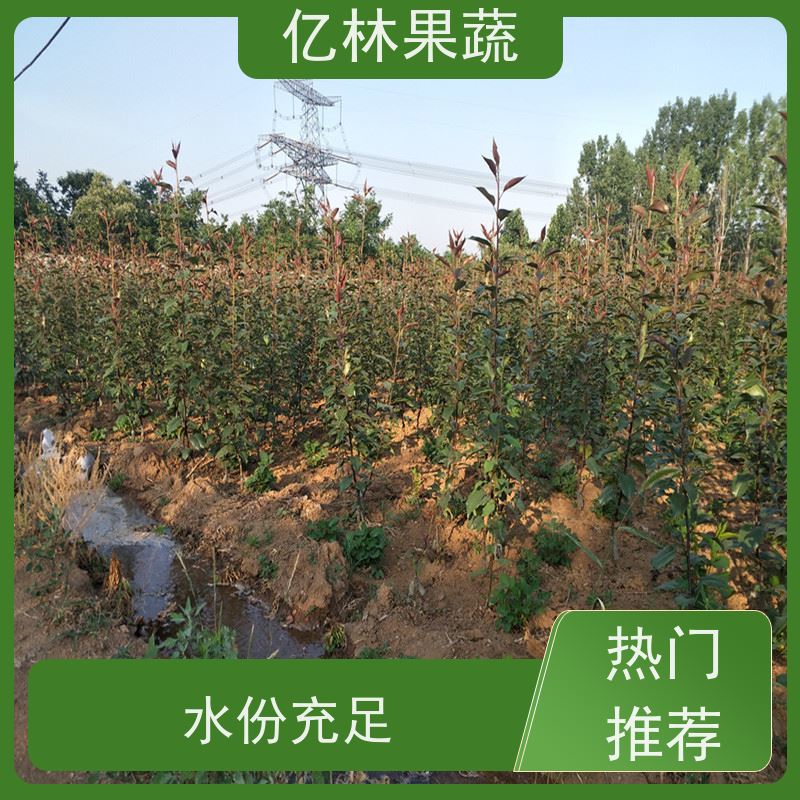 基地供应 黄桃苗 三公分现挖现发 品种齐全 成活率高
