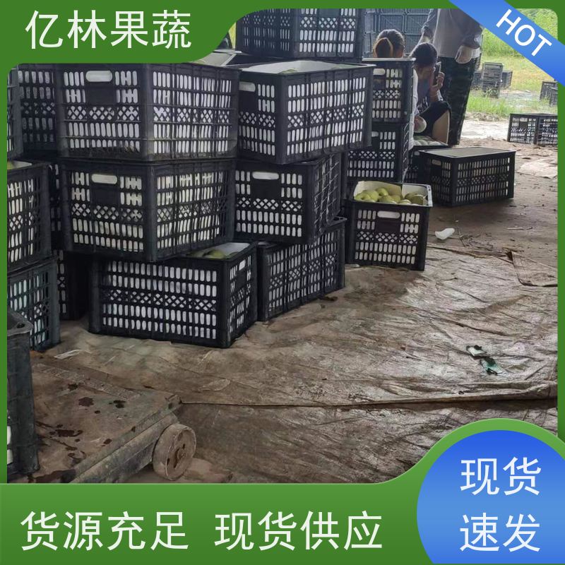 基地供应 红香酥梨树苗 根系饱满成活率高 新品种梨苗 香甜可口