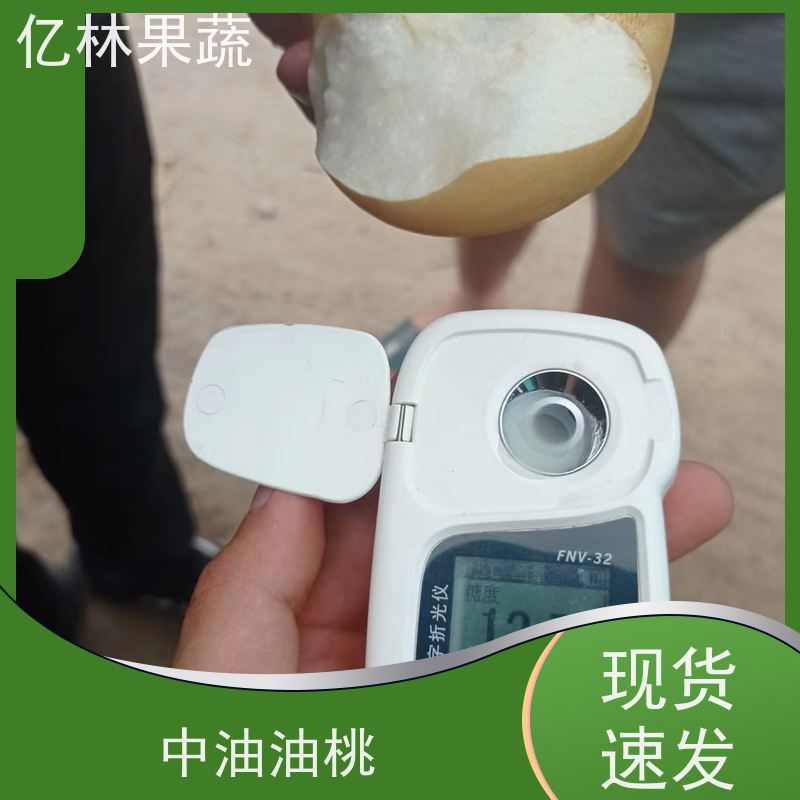 基地供应 果实饱满味道好 盆栽地栽庭院红香酥梨苗 红星梨树苗