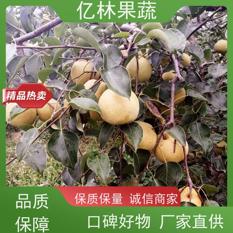 基地培育 黄桃苗 嫁接技术指导 抗寒能力强 果实饱满味道好