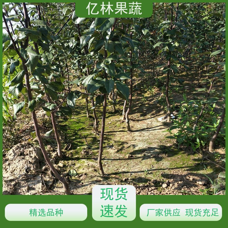 亿林苗木 根系饱满成活率高 南北方种植 香酥梨果树 中秋红梨树苗
