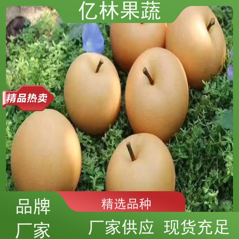 基地培育 冬桃苗 盆栽地栽庭院桃树苗苗 根系饱满成活率高