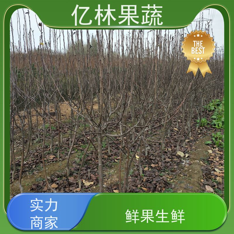 基地培育 秋彤桃 三公分现挖现发 品种齐全 易栽培桃树苗