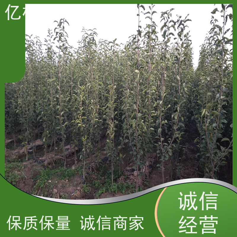 亿林苗木 红早酥梨树苗 果实饱满味道好 黄尊蜜梨 口感香甜