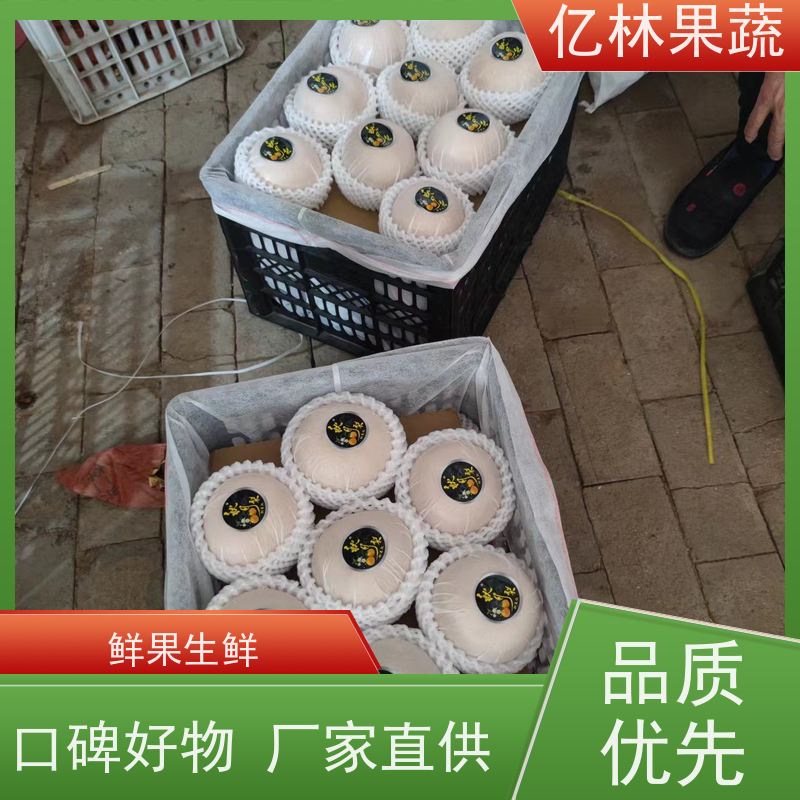 基地培育 黄桃苗 现挖现发新鲜 粗两公分 易栽培桃树苗