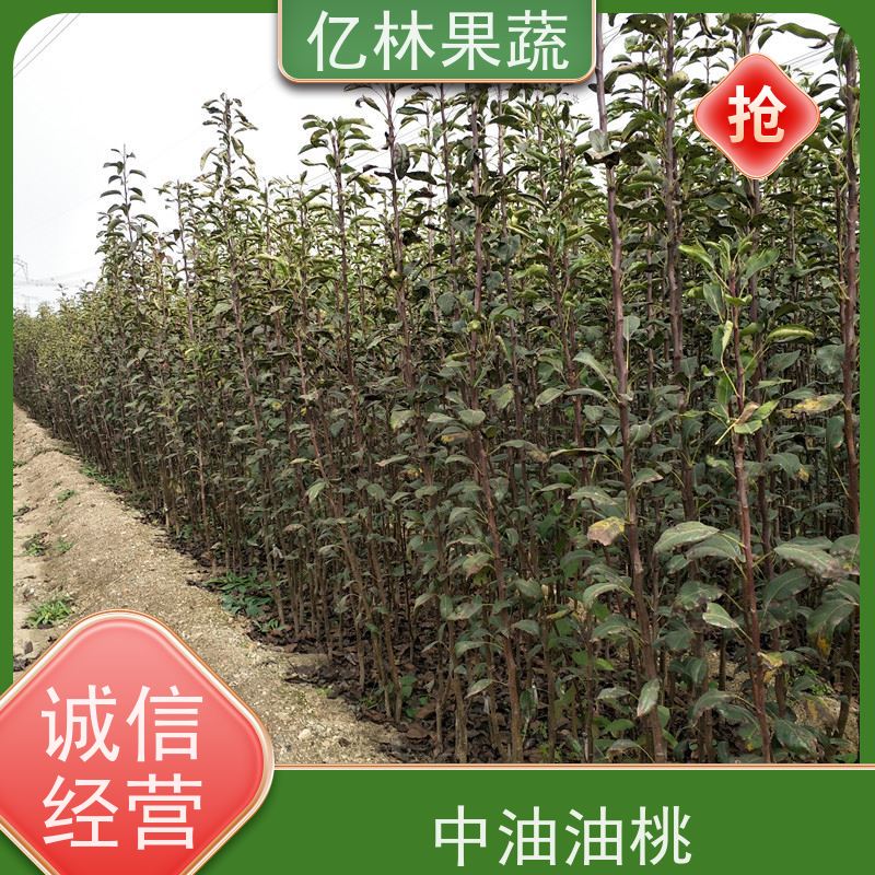 基地供应 秋彤桃 新品种挑苗 香甜可口 果实饱满味道好