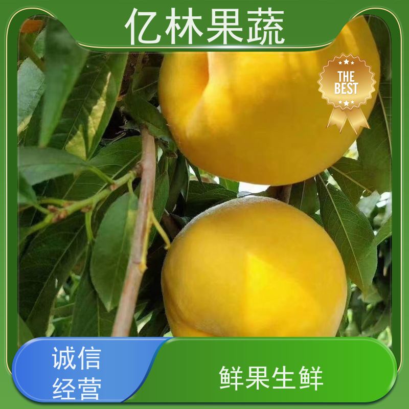 基地供应 冬桃苗 现挖现发新鲜 粗两公分 成活率高