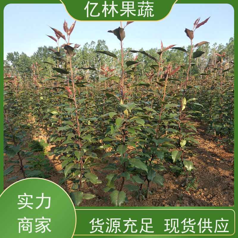 亿林苗木 玉露香梨树苗 成活率高 盆栽地栽庭院红香酥梨苗