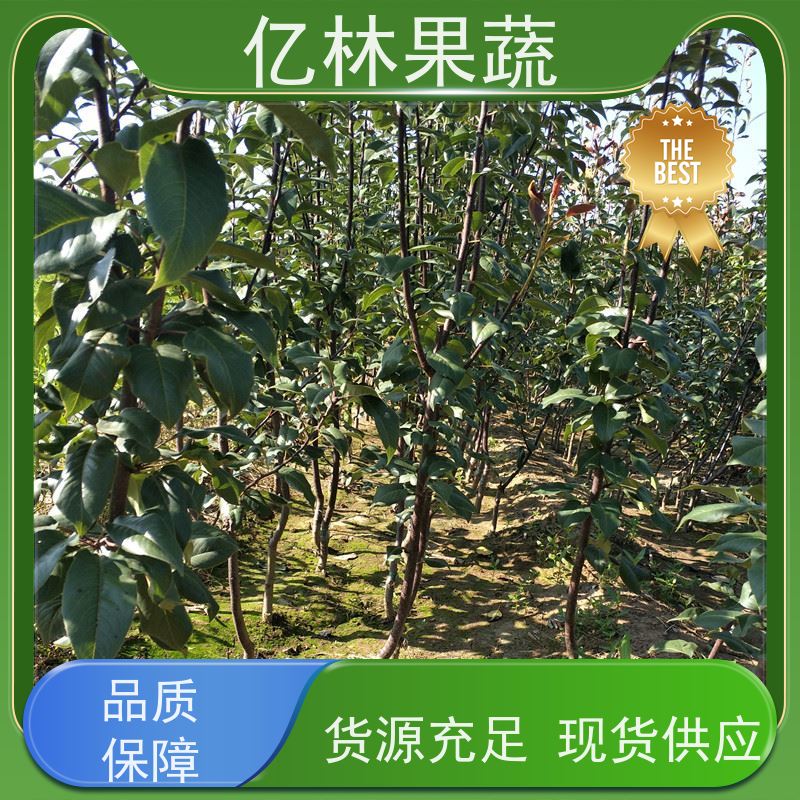基地培育 黄冠梨树苗 根系饱满成活率高 嫁接技术指导 抗寒能力强