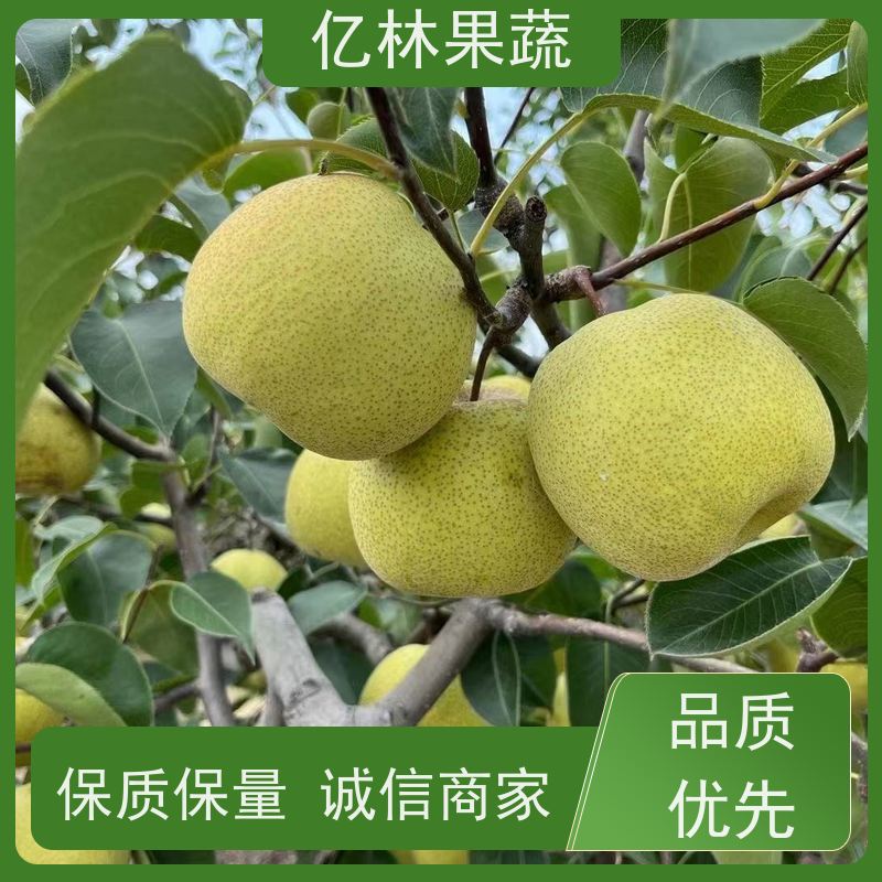 亿林苗木 晚熟桃树苗 特产果树桃幼苗 果实饱满味道好