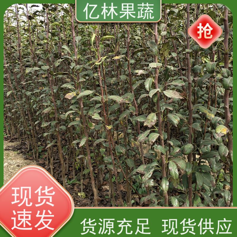 基地培育 秋彤桃 晚熟品种桃 口感脆甜 根系饱满成活率高