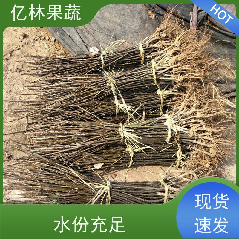 亿林苗木 金二十世纪树苗 基地培育 特产果树梨幼苗