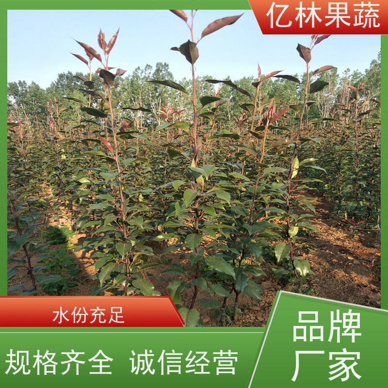 基地供应 丰水梨树苗 果实饱满味道好 南北方种植 香酥梨果树
