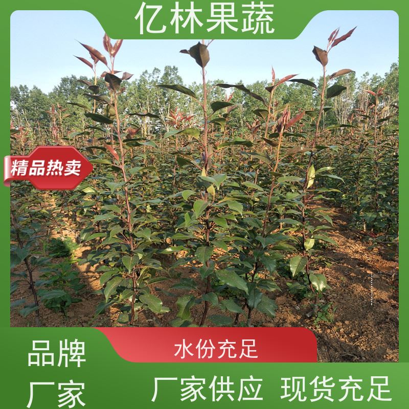 基地供应 油桃苗 三公分现挖现发 品种齐全 根系饱满成活率高