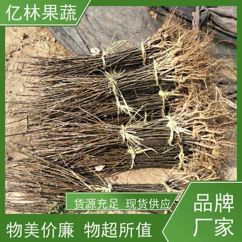 基地供应 山农酥梨树苗 果实饱满味道好 嫁接技术指导 抗寒能力强