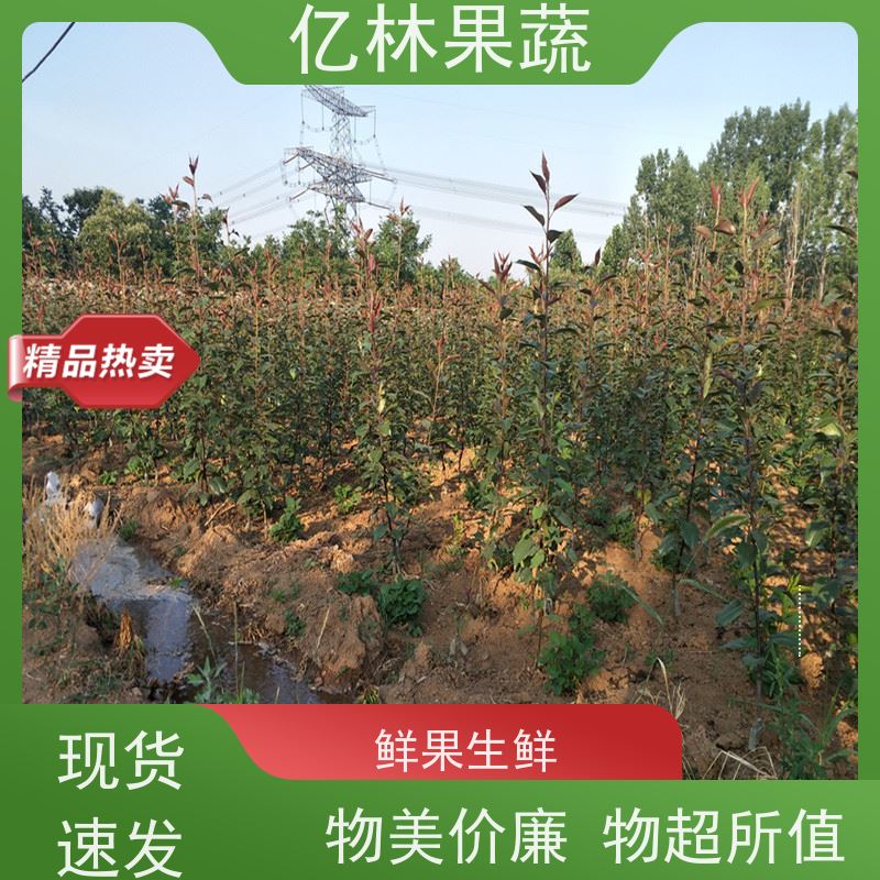 亿林苗木 基地直发 黄尊蜜梨 口感香甜 砀山酥梨树苗
