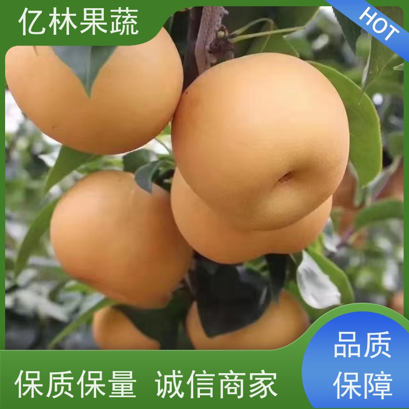 亿林苗木 基地直发 新品种梨苗 香甜可口 山农酥梨树苗