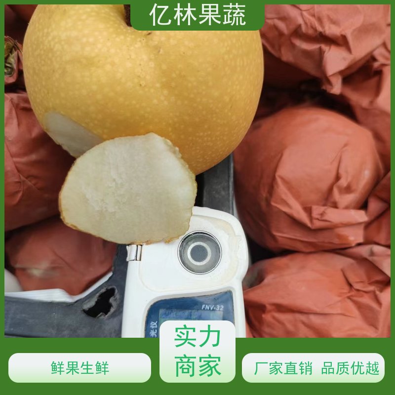 基地供应 七月酥梨树苗 成活率高 新品种梨苗 香甜可口