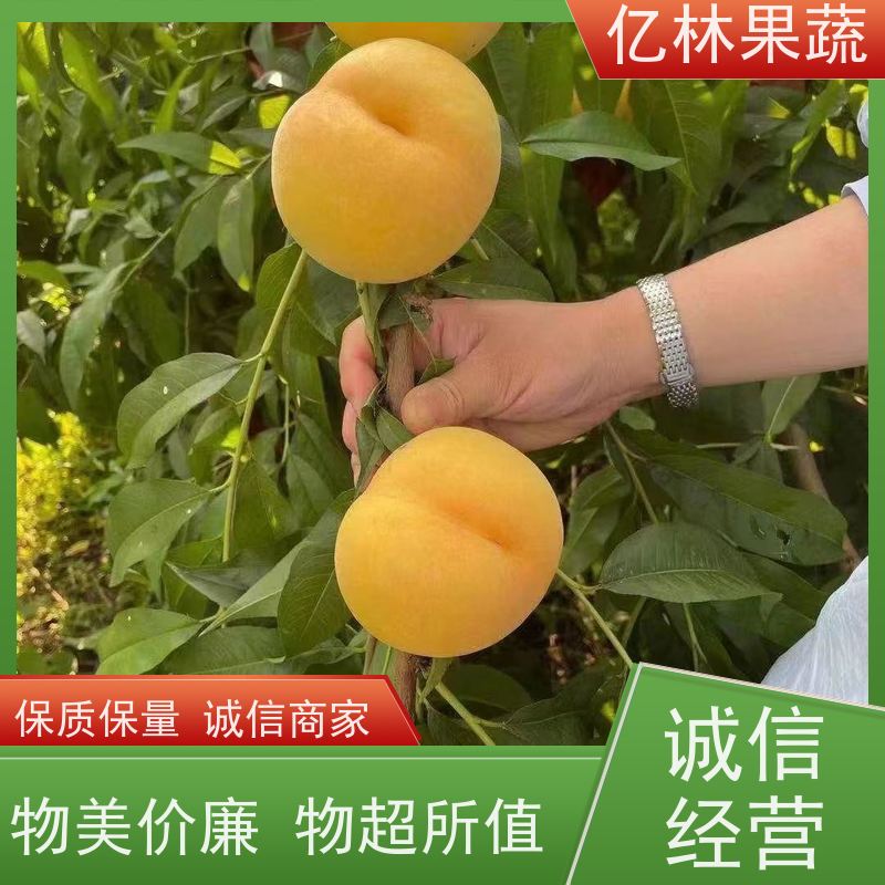 基地供应 秋彤桃 晚熟品种桃 口感脆甜 果实饱满味道好
