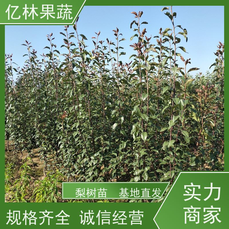 基地供应 油桃苗 晚熟品种桃 口感脆甜 果实饱满味道好