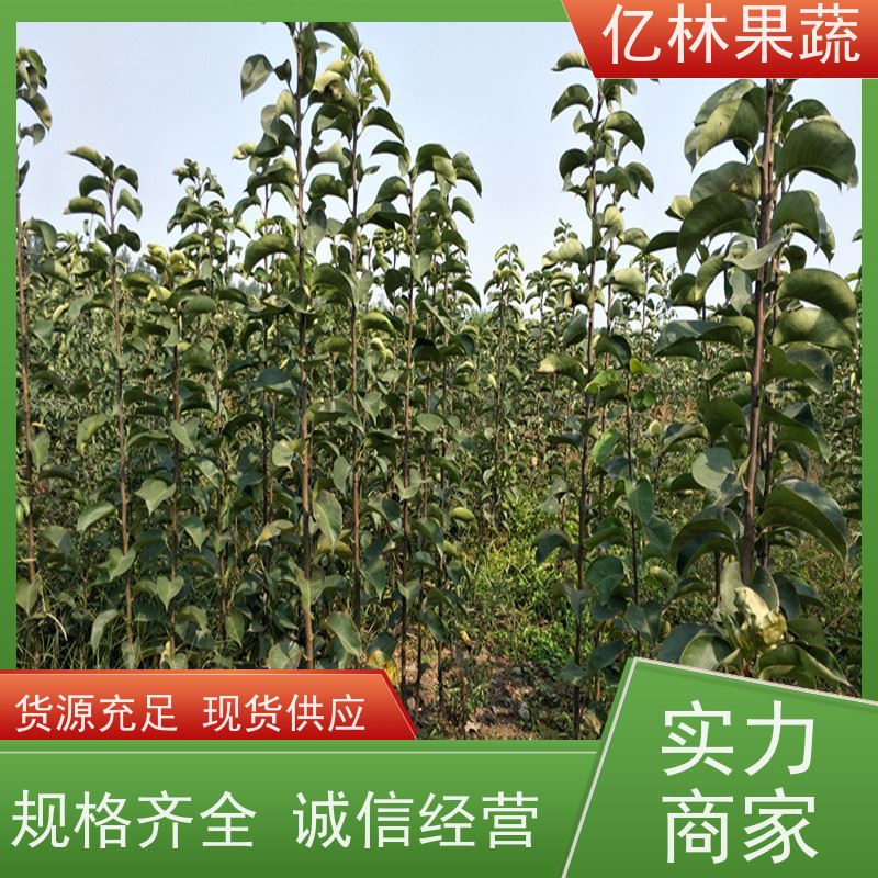 亿林苗木 中华玉梨树苗 根系饱满成活率高 特产果树梨幼苗