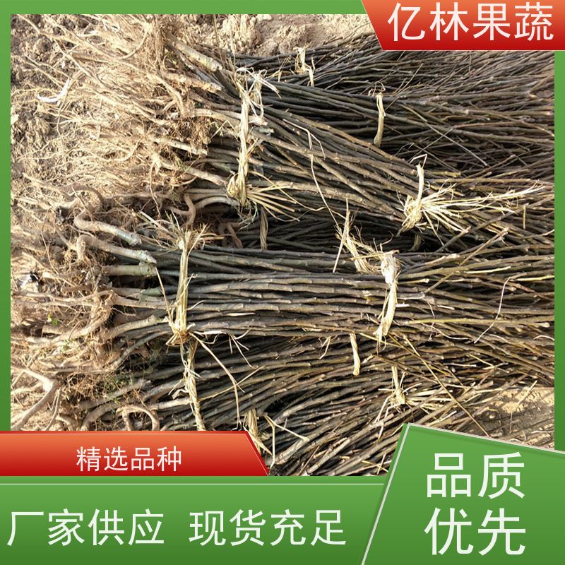 基地供应 秋彤桃 三公分现挖现发 品种齐全 果实饱满味道好