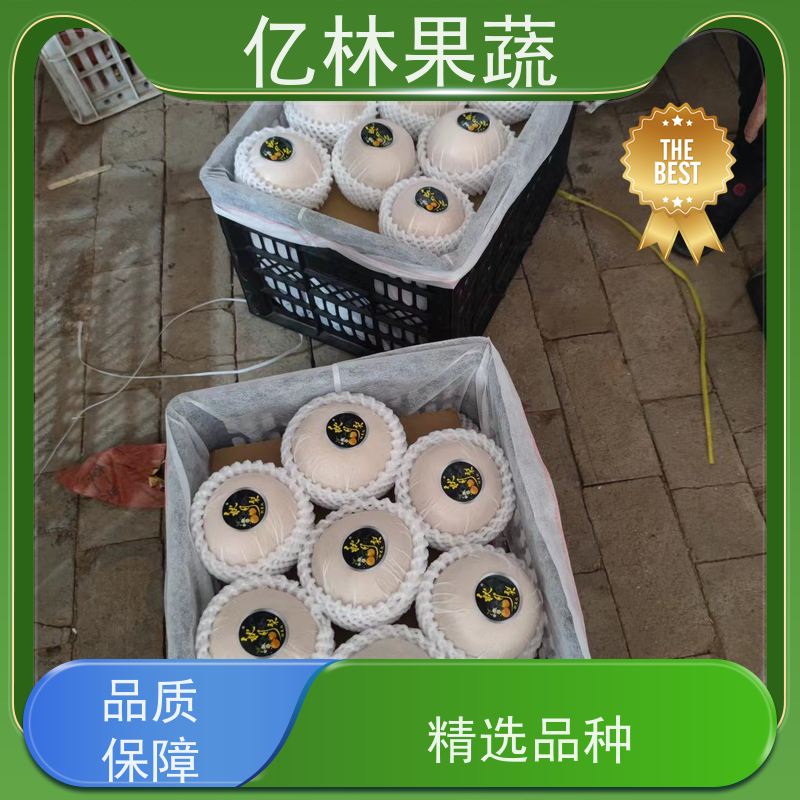 亿林苗木 八盘梨树苗 基地直发 新品种梨苗 香甜可口