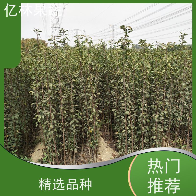 亿林苗木 成活率高 黄尊蜜梨 口感香甜 水晶梨树苗