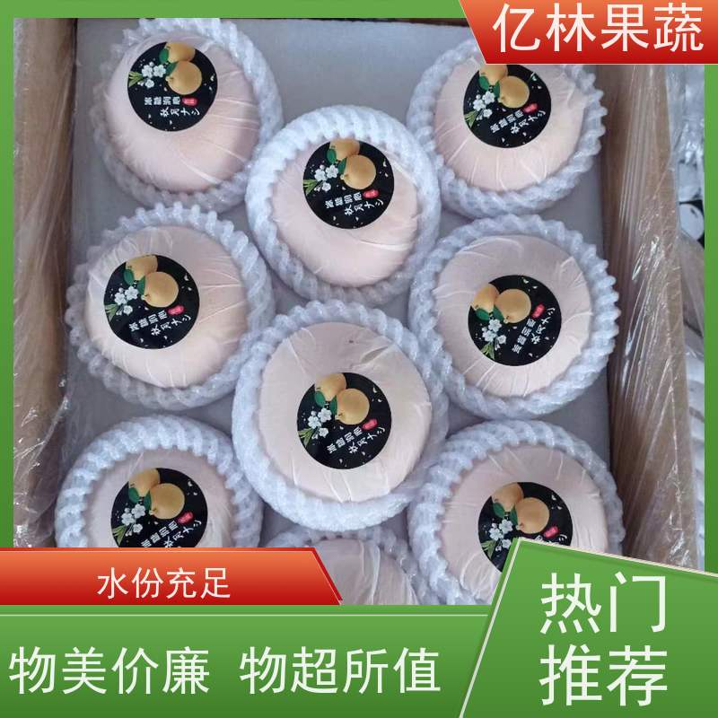 基地培育 中梨系列梨树苗 果实饱满味道好 特产果树梨幼苗