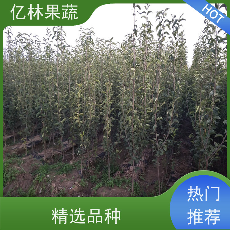 基地供应 黄桃苗 新品种挑苗 香甜可口 根系饱满成活率高