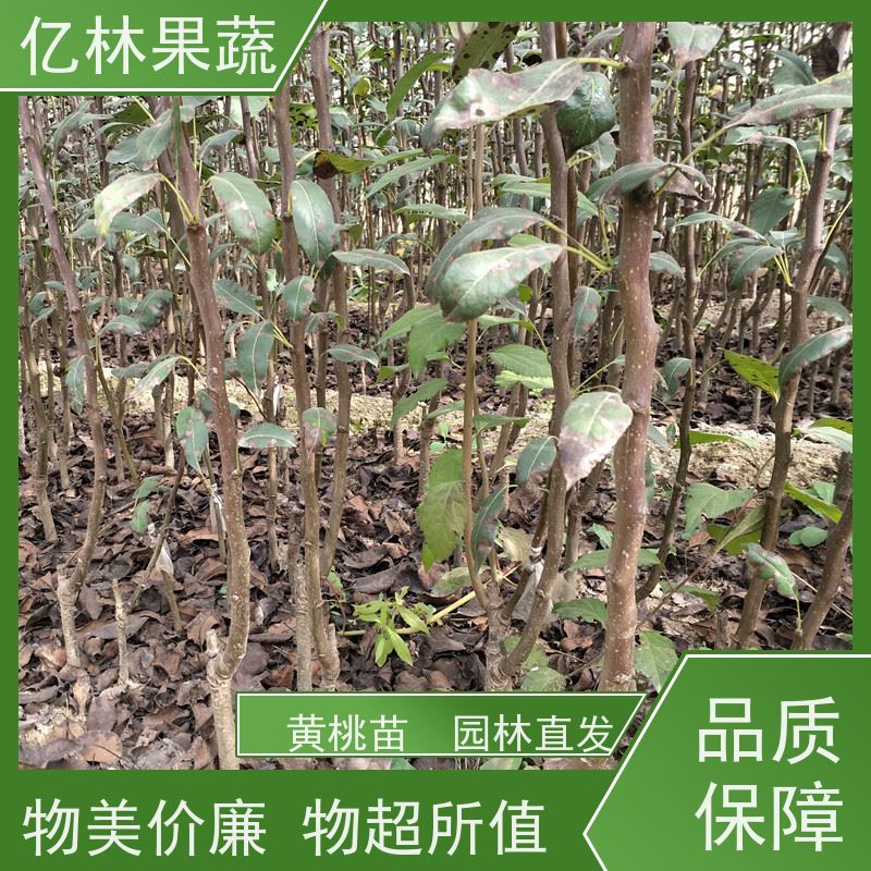 亿林苗木 红巴梨树苗 基地培育 三公分现挖现发 品种齐全