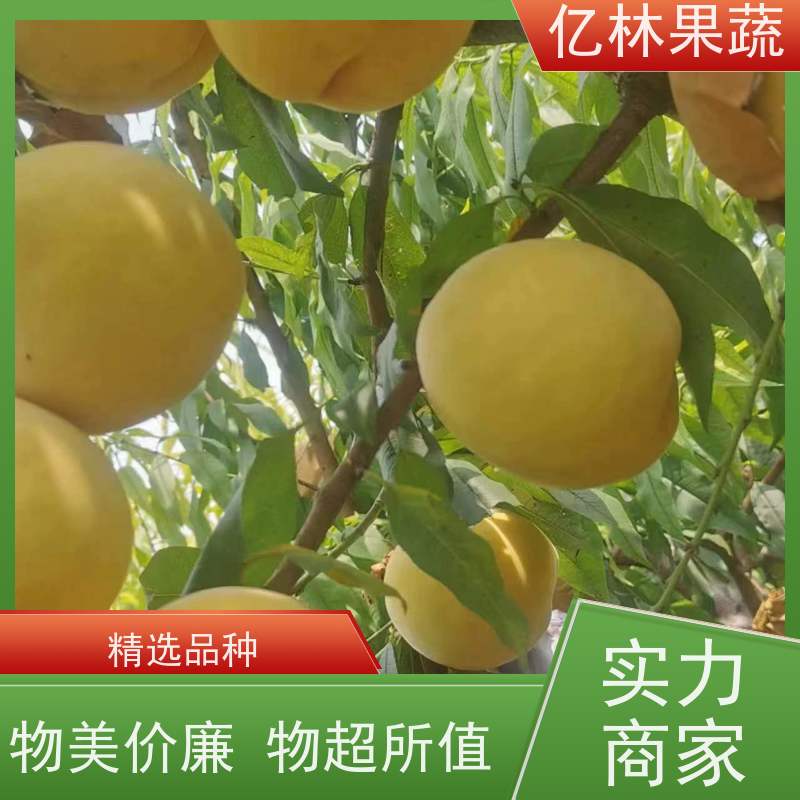 亿林苗木 红星梨树苗 根系饱满成活率高 晚熟品种梨 口感脆甜
