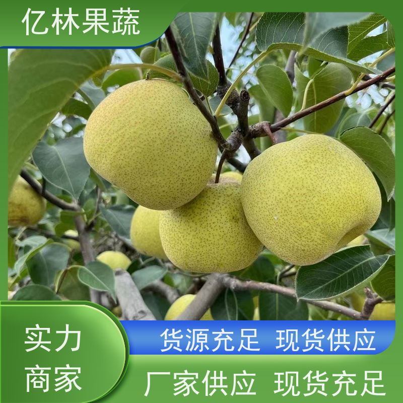 基地培育 桃树苗 特产果树桃幼苗 根系饱满成活率高