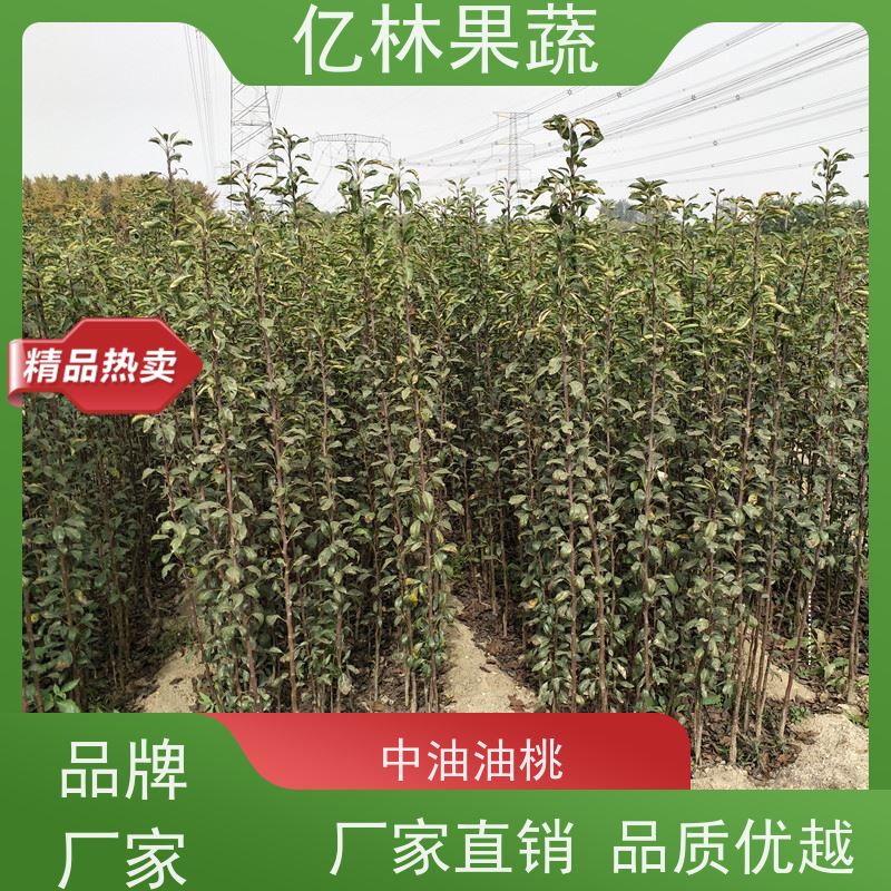 亿林苗木 根系饱满成活率高 嫁接技术指导 抗寒能力强 早酥红梨苗