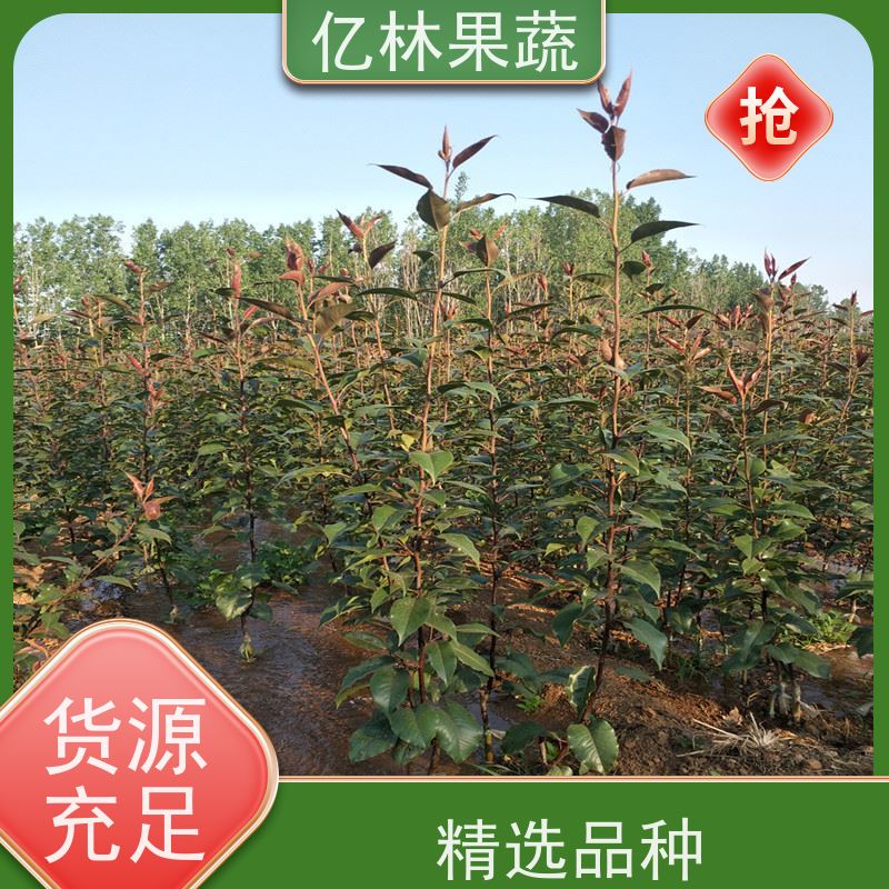 亿林苗木 基地培育 黄尊蜜梨 口感香甜 红香脆梨树苗