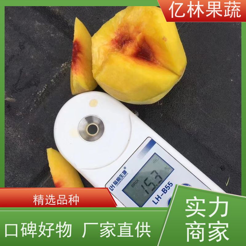 基地供应 园林嫁接桃苗 特产果树桃幼苗 易栽培桃树苗