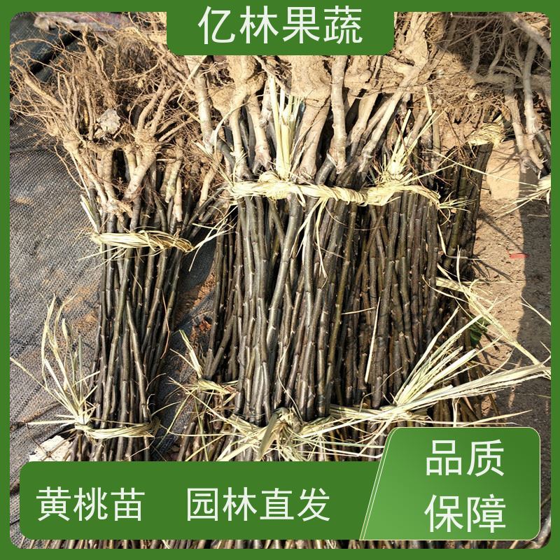 亿林苗木 红香脆梨树苗 成活率高 黄尊蜜梨 口感香甜