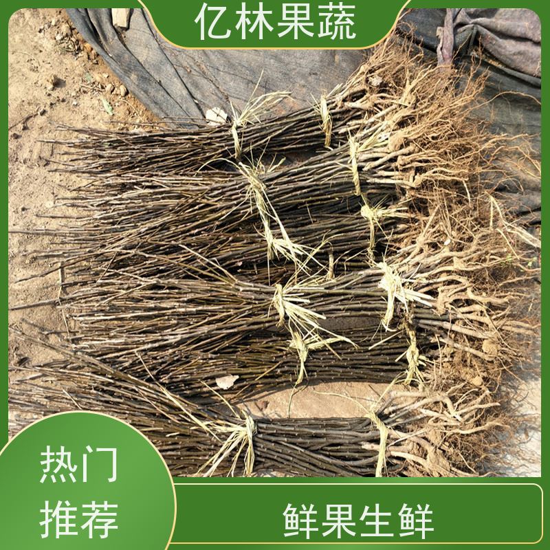 基地供应 冬桃苗 现挖现发新鲜 粗两公分 根系饱满成活率高