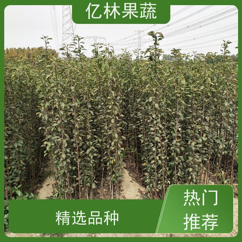 基地供应 园林嫁接桃苗 特产果树桃幼苗 果实饱满味道好