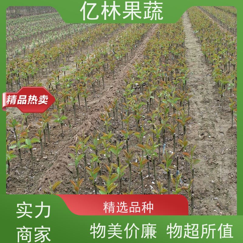 基地供应 黄桃苗 三公分现挖现发 品种齐全 成活率高