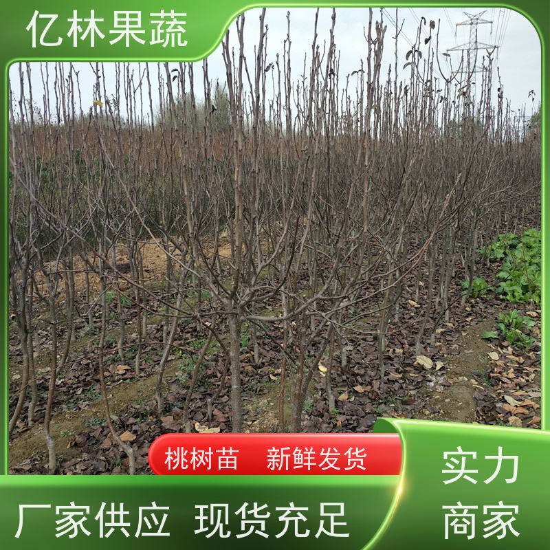 亿林苗木 根系饱满成活率高 嫁接技术指导 抗寒能力强 中梨系列梨树苗