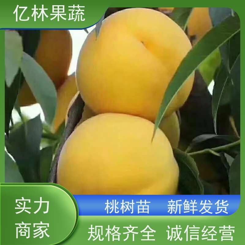 亿林苗木 园林嫁接桃苗 晚熟品种桃 口感脆甜 成活率高