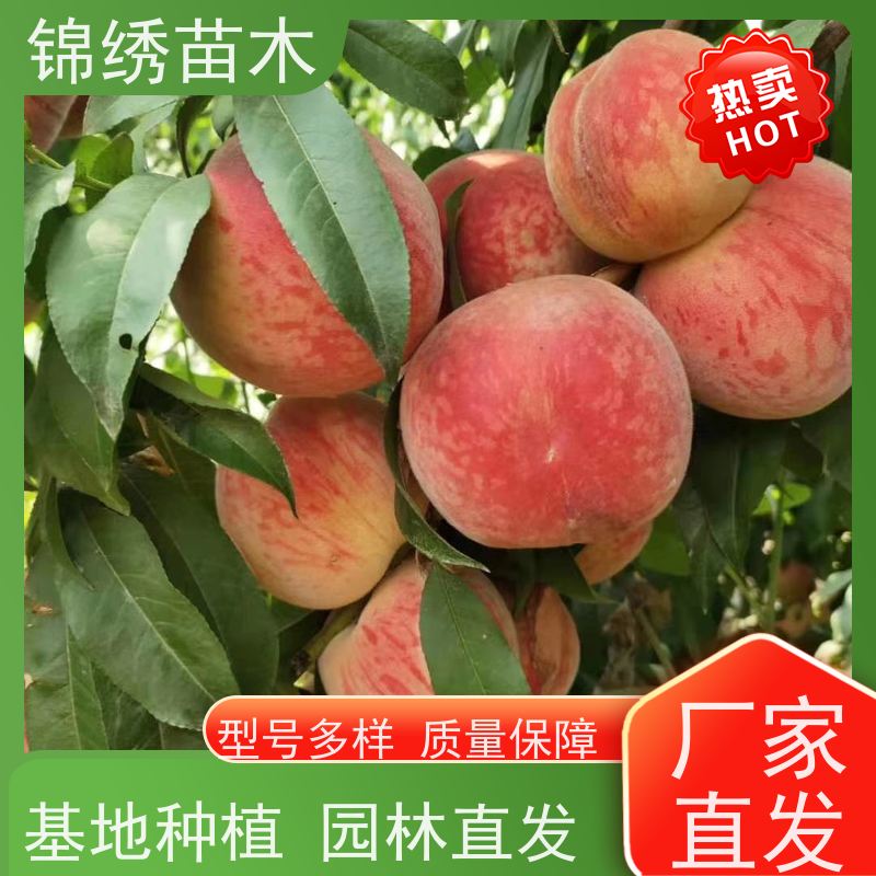 中油桃树苗 早熟桃品种珍珠枣 突围桃苗 嫁接苗 基地直发 种植成活率高