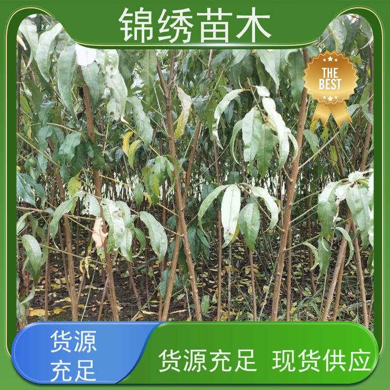 中蟠19红蜜中桃系列桃树苗栽培 种苗繁育基地 种植成活率高 优质高产