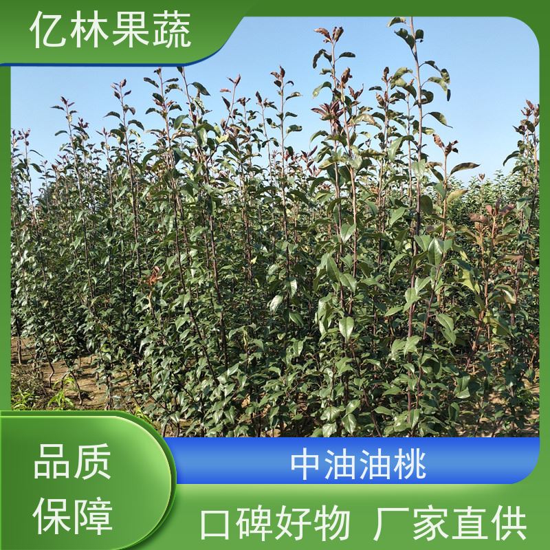 基地供应 根系饱满成活率高 新农酥梨 现挖现发 玉露香梨树苗